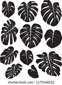 Monstera Deliciosa Tropical Leaf Vector Silhouettes