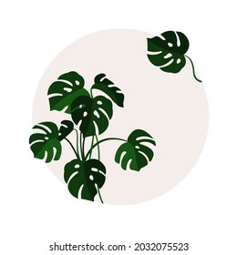 Monstera. El emblema con la imagen de una planta en círculo. Antecedentes. Ilustración plana vectorial. Plantilla para una postal.
