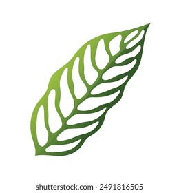 Monstera esqueleto leaf vector illustration, tropical evergreen plant isolated on white background
