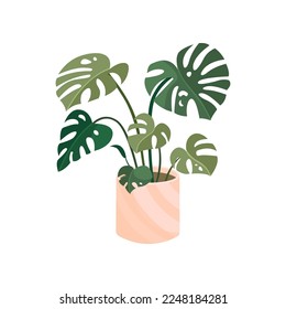 Monstera flat vector illustration. Indoor flower or plant in flowerpot or vase, monstera in pot isolated on white background. Interior, urban jungle concept