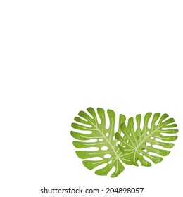 Monstera. Floral background