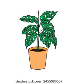Monstera flower image. Monstera in a pot on a white background.