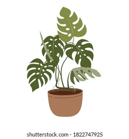 Monstera in a flower pot isolated on white. Tropical plant for interior decor of home or office. Vector illustration in flat style.
