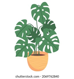Monstera in a flower pot isolated on white background. Tropical plant for interior decor of home or office.