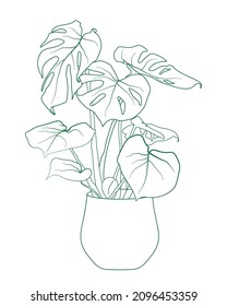 A monstera flower in a vase and separate monstera leaves isolated. Green line art.