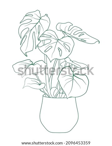 A monstera flower in a vase and separate monstera leaves isolated. Green line art.