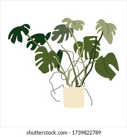 Monstera flowering plant. Tropical ornamental houseplant in a pot. Colorful vector illustration in flat style