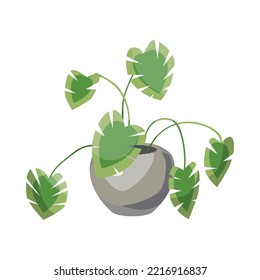 Monstera in flowerpot flat vector illustration. Indoor houseplant, flower with big green leaves in pot isolated on white background. Nature, urban jungle concept