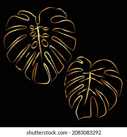 monstera golden deliciosa king borsigiana gold leaf leaves vector hand drawing color sketch illustration black background