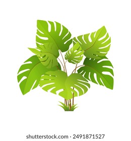 Monstera, green botanical plant and summer exotic jungle object vector illustration