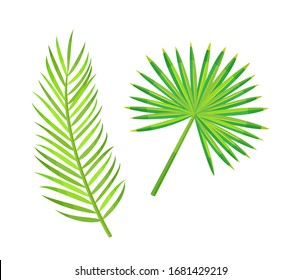 Monstera and green branch of palm tree isolated vector. Flat style creative herbal decor. Subtropical decoration, leaves botanical flora of exotic places.