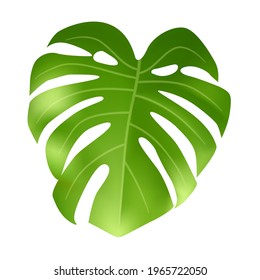 Monstera green leaf isolated on white background. Vector Illustration EPS10