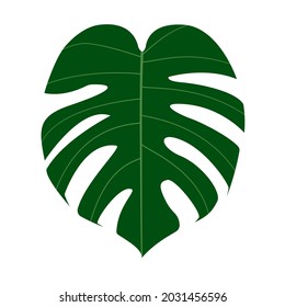 Monstera green leaf . It is a plant in the rainforest. vector design