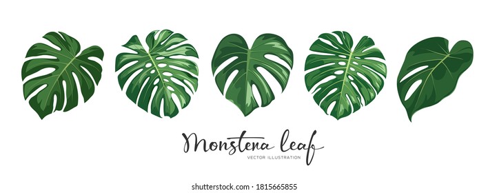 Monstera green leaf tropical collections, realistic design isolated on white background, Eps 10 illustration