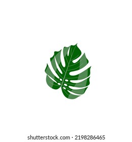 Monstera green tropical leaf, vector graphic illustration, symbol, icon, card, poster, sticker, logo, fresh, tropic, natural, organic