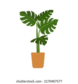 Monstera growing in a pot. Indoor green-leaf houseplant in planter. Flat vector illustration of a homeplant isolated on white background