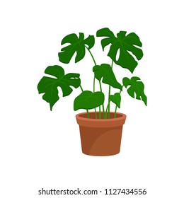 Monstera home decorative plant, houseplant for interior design vector Illustration on a white background
