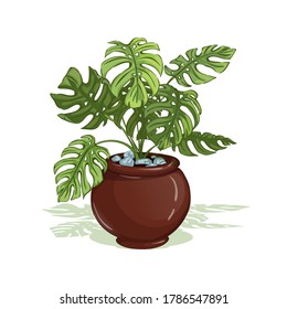 Monstera. Home plant in a pot. Isolate.