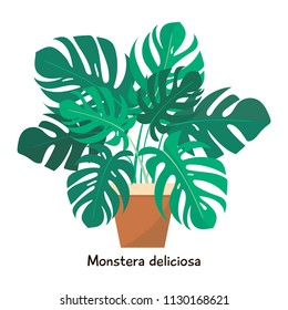 Monstera house plant - flat style illustration. Vector design.