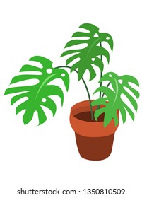 Monstera house plant flat vector illustration. Flower poster.