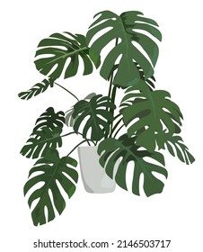 Planta de Monstera House Ilustración vectorial. Monstera en olla blanca aislada sobre fondo blanco.