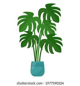 Monstera houseplant in flower pot on white background, vector illustration