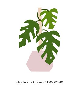 Monstera houseplant in flowerpot. Flat hand drawn foliage tropical plant for modern office or home decor illustration. Cute green flower for urban jungle garden.