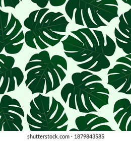 
monstera houseplant green leaf pattern
