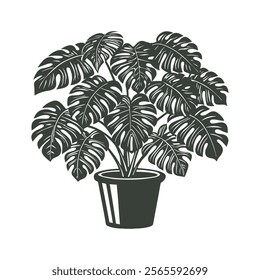 Monstera houseplant in a pot on white background. Botanical element for interior design. Monochrome black and white illustration.