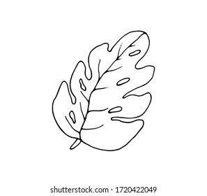 Monstera - houseplant. Vector isolated illustration with Monstera on a white background.  Printing on fabrics, posters, clothing, paper, and tableware. An isolated element. plants-Doodle style.
