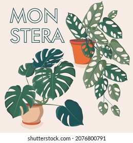 Monstera houseplants set. Monstera in pot, vase. Scandinavian cozy home decor. Flat vector cartoon icons illustration isolated collection