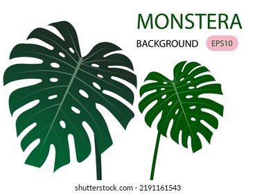 Ilustración de Monstera vector Fondo tropical.