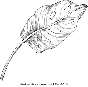 Monstera ink isolated on white. Hand drawn  thin lines leaf vintage illustration.