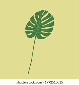 Monstera isolated on yellow background