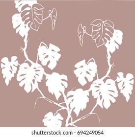 
Monstera - a jungle of lianas plants