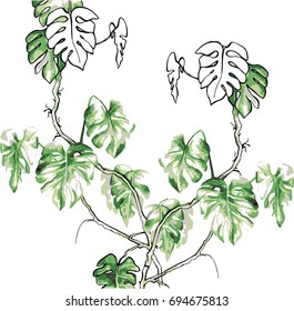 Monstera - a jungle of lianas plants