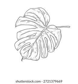 Hoja de monstera, boceto en blanco y negro. Ilustración vectorial. Hojas de árbol tropical, aisladas sobre un fondo blanco. Plantas de vida silvestre exuberantes verdes y follaje de la selva fresca.