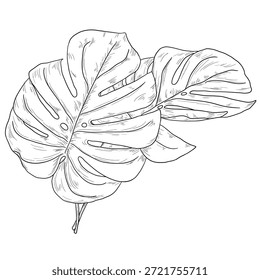 Folha de Monstera, esboço preto e branco. Ilustração vetorial. Folhas de árvores tropicais, isoladas sobre um fundo branco. Plantas verdes exuberantes da vida selvagem e folhagem fresca da selva.