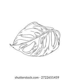 Folha de Monstera, esboço preto e branco. Ilustração vetorial. Folhas de árvores tropicais, isoladas sobre um fundo branco. Plantas verdes exuberantes da vida selvagem e folhagem fresca da selva.