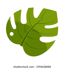 Monstera leaf close up isolated on white. Vector illustration of a tropical plant.