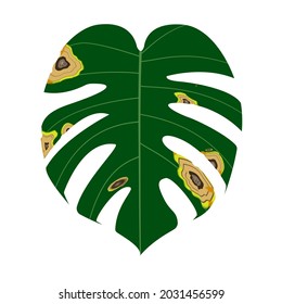 Monstera leaf are damaged by Anthracnose pathogen or Colletotrichum Fungi and be called is "big blight symptom", Causing plant to rot, Pale and wither. Isolated on white background
