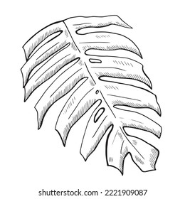 Monstera leaf drawing. Graphic black and white hand-drawn vector illustration.
