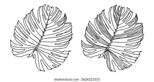 Monstera leaf drawing isolated on white background. Tropical leaf outline