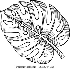 Monstera folha gravura. Desenho de botânica florestal de selva