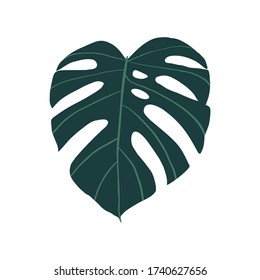 Monstera leaf, exotic tropical plant isolated on white background. Vector illustration