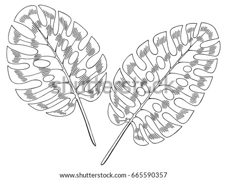 Monstera leaf graphic black white isolated sketch illustration vector