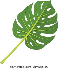 Monstera leaf. Green exotic plant foliage icon
