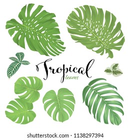 Monstera leaf and green tropical leaves on white background. Vector set of exotic tropical floral for wedding invitations and greeting card design.