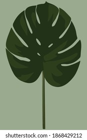 Monstera-Blätter aus den tropischen Wäldern Mexikos und Zentralamerikas