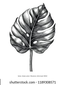 Monstera leaf hand draw vintage engraving clip art isolated on white background Monstera leaf hand draw vintage engraving clip art isolated on white background